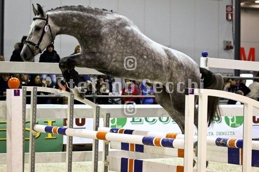 DUECENTO CAREZZE_MILANO_2010_SS3_1427.jpg